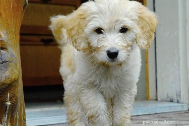 Mini Goldendoodle Size Guide: What to Expect