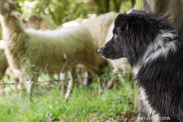 Border Collie vs English Shepherd: Choosing the Ideal Herding Dog
