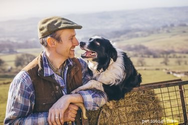 Border Collie vs English Shepherd: Choosing the Ideal Herding Dog