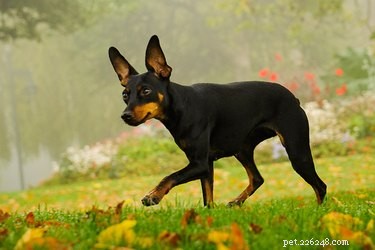 Choosing Between Manchester Terriers and Miniature Pinschers: Key Differences & Tips