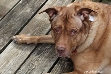 Understanding and Preventing Canine Urosepsis: A Veterinary Guide