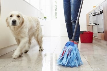 If Your Dog Drinks Pine‑Sol: Immediate Steps & Vet Guidance