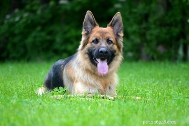 The Complete Guide to German Shepherds: Traits, History, and Care