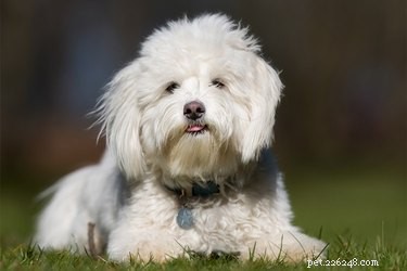 Unveiling the Coton de Tulear: A Journey Through Its Fascinating History