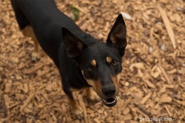 Kelpie Black & Tan Characteristics: Temperament, Training, and Care
