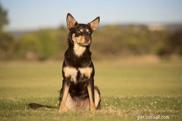 Kelpie Black & Tan Characteristics: Temperament, Training, and Care