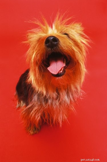 Understanding Floppy‑Eared Yorkshire Terriers: Common FAQs & Care Tips