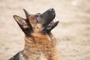 Why German Shepherds May Attack Unexpectedly: Causes, Risks, and Prevention