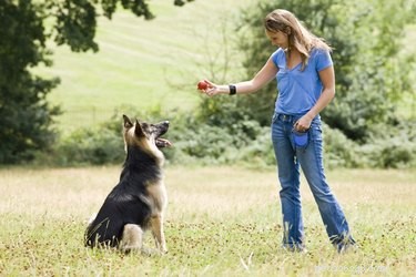 Why German Shepherds May Attack Unexpectedly: Causes, Risks, and Prevention