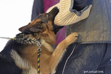 Why German Shepherds May Attack Unexpectedly: Causes, Risks, and Prevention