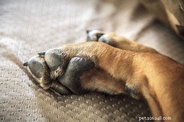 Why Does My Dog Paw at My Face? Decode Your Pup’s Signals
