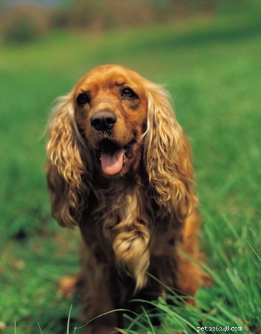 Effective Home Remedies to Stop Your Dog from Peeing Inside