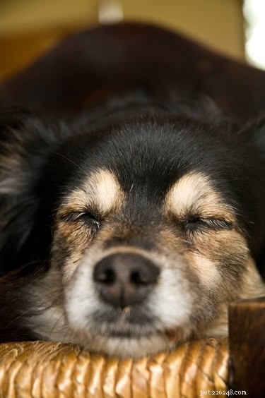 Why Your Dog Whimpers While Sleeping: Understanding Canine Dreaming