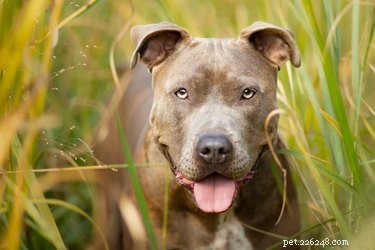 How to Identify a Pit Bull: A Practical Guide for New Dog Owners
