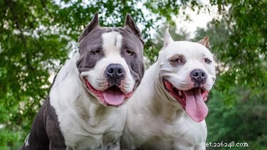 How to Identify a Pit Bull: A Practical Guide for New Dog Owners