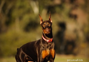 Understanding Doberman Pinscher Varieties: A Comprehensive Guide