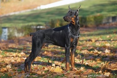 Understanding Doberman Pinscher Varieties: A Comprehensive Guide