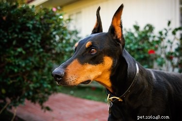 Understanding Doberman Pinscher Varieties: A Comprehensive Guide