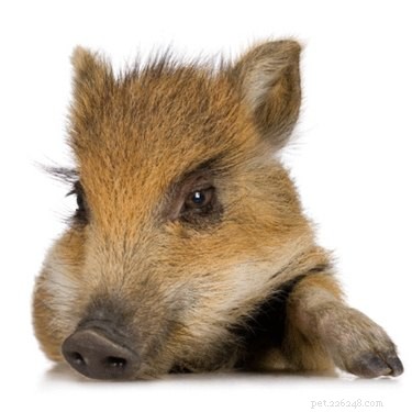 Pets That Behave Like Dogs: From Pot‑Bellied Pigs to Cat Companions