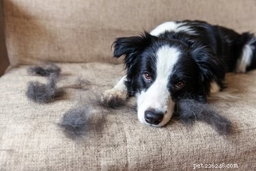 Effortless Guide to Removing Dog Hair from Velcro Fasteners