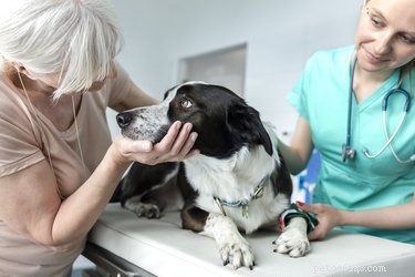 Why Does Your Dog Pace in Circles? Causes, Red Flags, and When to Seek Veterinary Help