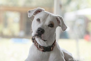 Pit Bull Varieties Explained: Staffordshire, American Staffordshire, and American Pit Bull