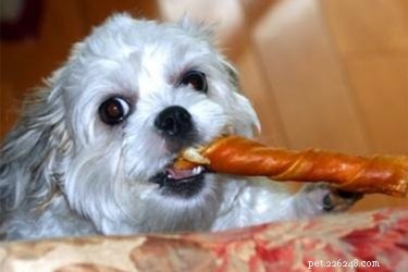 Chipoo Dogs: The Ideal Tiny Companion for Apartment Living