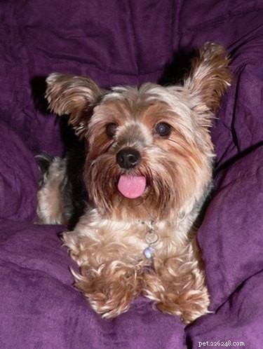 Why Do Yorkshire Terriers Stick Out Their Tongue? Understanding the Reasons