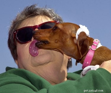 Why Your Dog Licks You: Understanding the Meaning Behind Their Licks