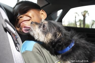 Why Your Dog Licks You: Understanding the Meaning Behind Their Licks