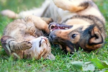 Determining Whether Your Dog Benefits from a Companion