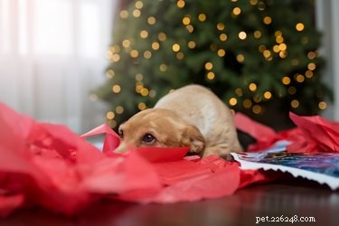 What Causes Your Dog to Eat Tissue Paper (and How to Stop It)