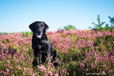 Black Labrador Retriever: Temperament, Coat, Lifespan & Care Guide