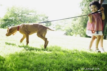 Why Dogs Scratch the Ground After Pooping: The Science Behind the Behavior