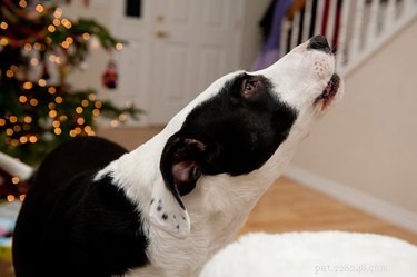 Why Dogs Howl at Music: Understanding Their Vocal Response