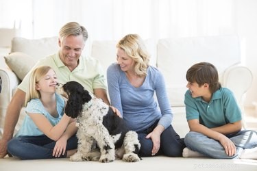 Why Dogs Lick Human Wounds: Benefits, Risks, and Safety Tips