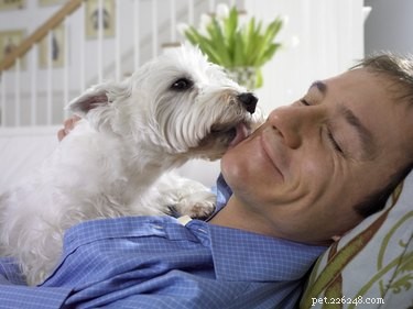 Why Dogs Lick Human Wounds: Benefits, Risks, and Safety Tips
