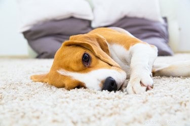 Understanding Why Dogs Scratch Carpets: Causes, Prevention, and Solutions