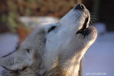 Put Your Dog to Sleep: Proven Tips to Stop Nighttime Crying