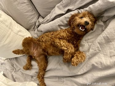 Put Your Dog to Sleep: Proven Tips to Stop Nighttime Crying