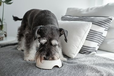 Why Dogs Hide Food: Understanding Their Hoarding Instincts