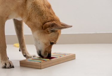 Why Dogs Hide Food: Understanding Their Hoarding Instincts