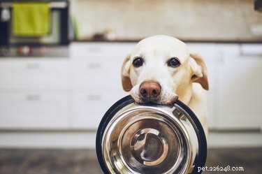 Why Dogs Move Their Food Bowls – 7 Expert Reasons & How to Stop It