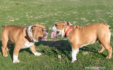 Consequences of Same‑Litter Breeding in Dogs: What You Need to Know