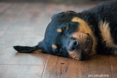 Understanding Why Your Dog Cry While Sleeping: Signs & Solutions