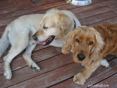 Integrating a New Puppy with Your Senior Dog: Expert Tips for a Harmonious Home