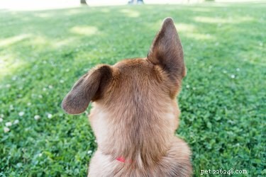 What Does It Mean When a Dog s Ears Are Pulled Back?