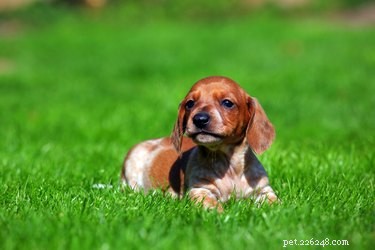 Discover the Charm of Piebald Dachshunds: Traits, History, and Care