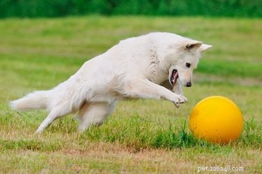 Engage Your Herding Dog with Fun, Natural Games