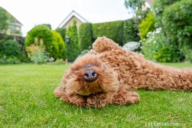 Why Do Dogs Rub Their Muzzles After Meals? Understanding the Behavior